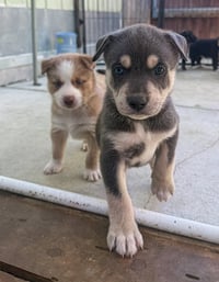 Marilynn's Puppy Makai - Photo 2