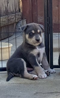 Marilynn's Puppy Makai - Photo 3