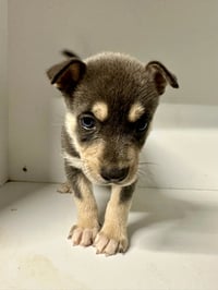 Marilynn's Puppy Makai - Photo 4