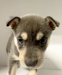 Marilynn's Puppy Makai - Photo 5