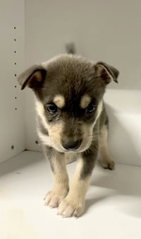 Marilynn's Puppy Makai - Photo 6