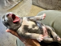 Marilynn's Puppy Makai - Photo 7