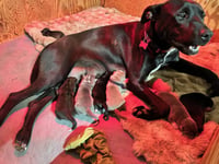 Marilynn's Puppy Makai - Photo 8