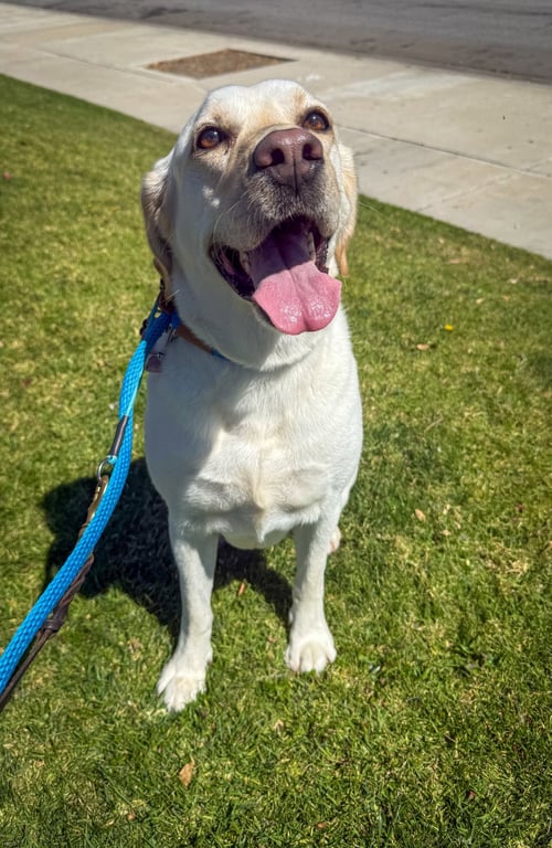 LUNA - Labrador Retriever available for adoption