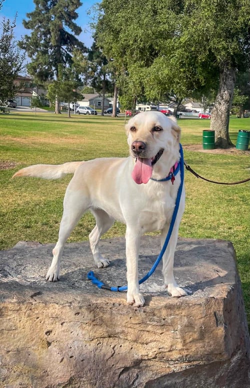 LUNA - Labrador Retriever available for adoption