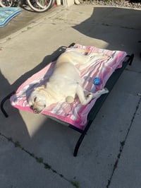 Luna - Photo 6