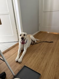 Luna - Photo 8