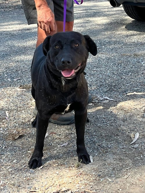KENNEDY - Labrador Retriever available for adoption