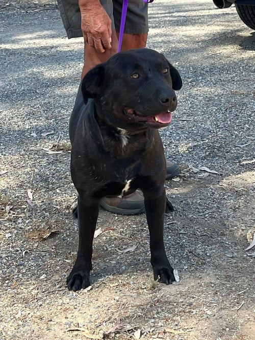 KENNEDY - Labrador Retriever available for adoption