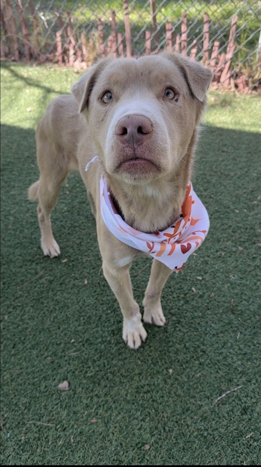 THADDEUS - Labrador Retriever / Shepherd available for adoption