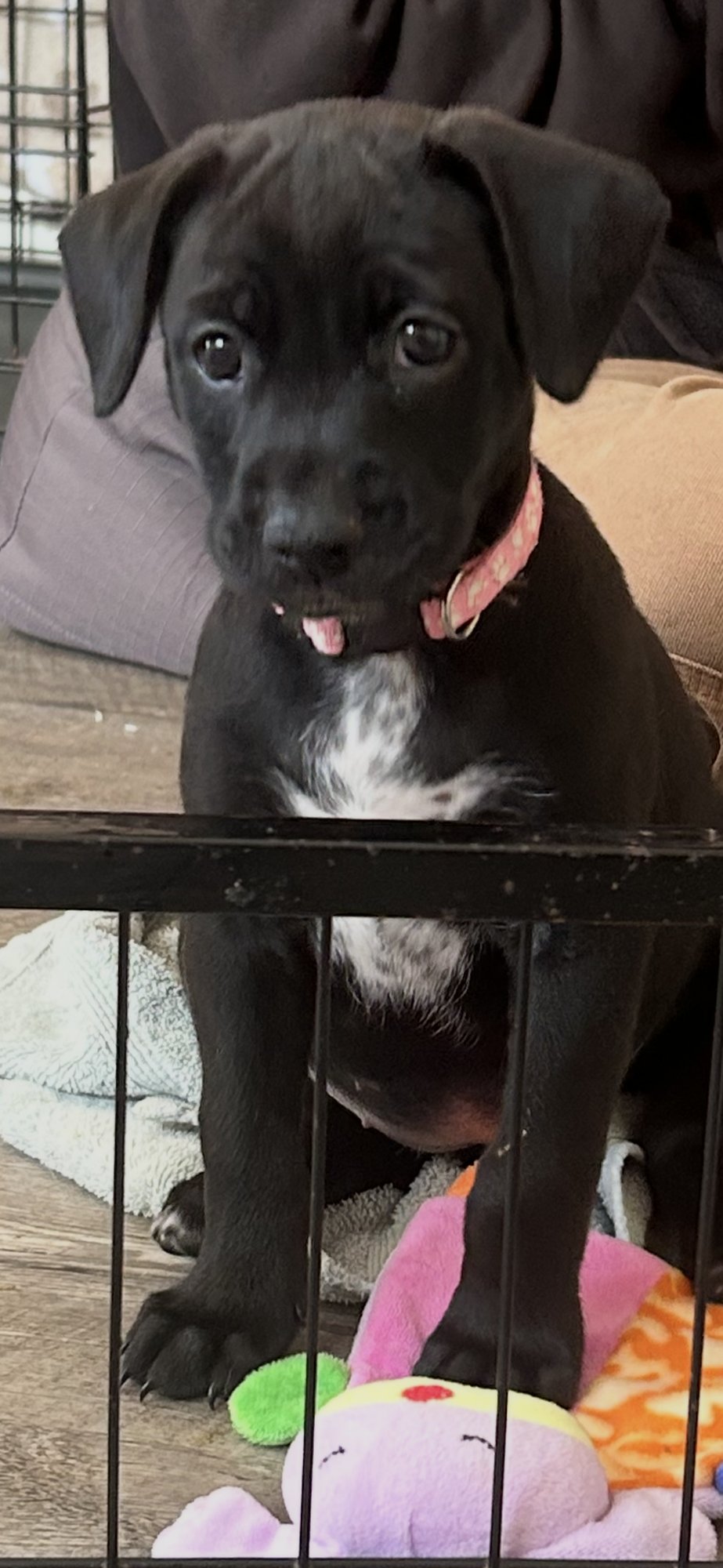 HONEY'S PUPPY NELLIE - Labrador Retriever available for adoption