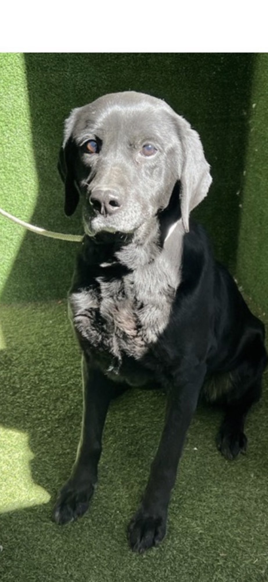 MAYA - Labrador Retriever available for adoption