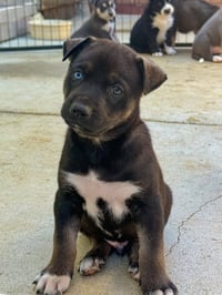 Marilynn's Puppy Murphy - Photo 1