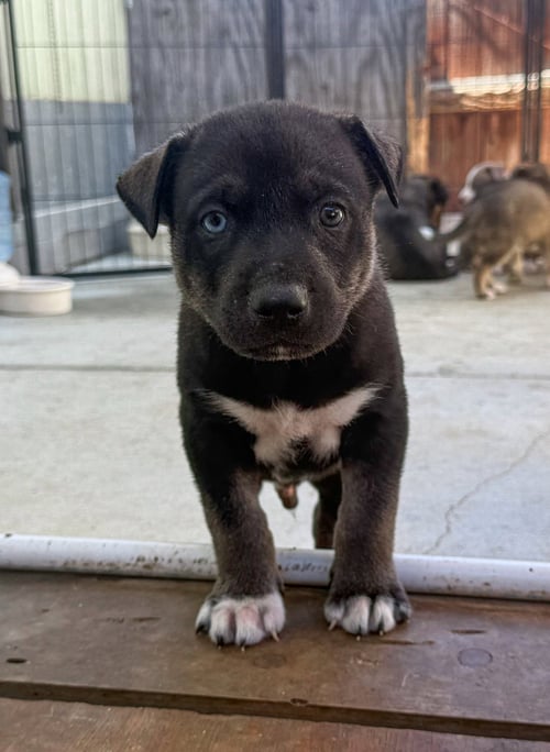 MARILYNN'S PUPPY MURPHY - Labrador Retriever available for adoption