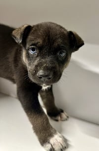 Marilynn's Puppy Murphy - Photo 4