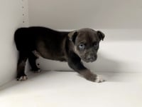 Marilynn's Puppy Murphy - Photo 5