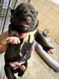 Marilynn's Puppy Murphy - Photo 6