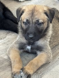 Rosie's Puppy Poppy - Photo 1