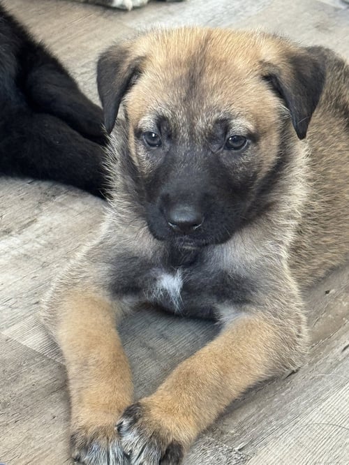 ROSIE'S PUPPY POPPY - Labrador Retriever available for adoption