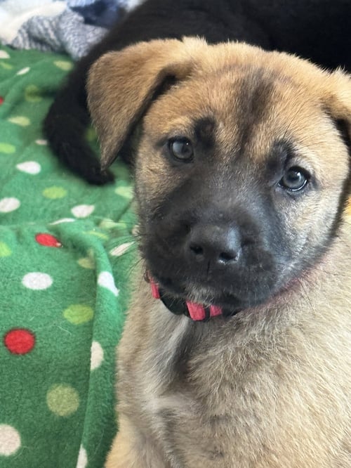 ROSIE'S PUPPY BLOSSOM