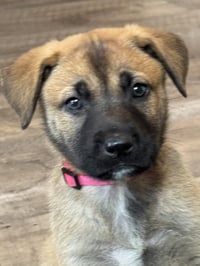 Rosie's Puppy Blossom - Photo 2