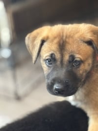 Rosie's Puppy Blossom - Photo 3