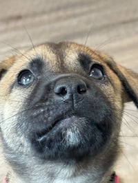 Rosie's Puppy Blossom - Photo 4