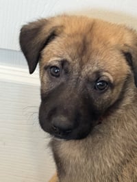 Rosie's Puppy Blossom - Photo 5
