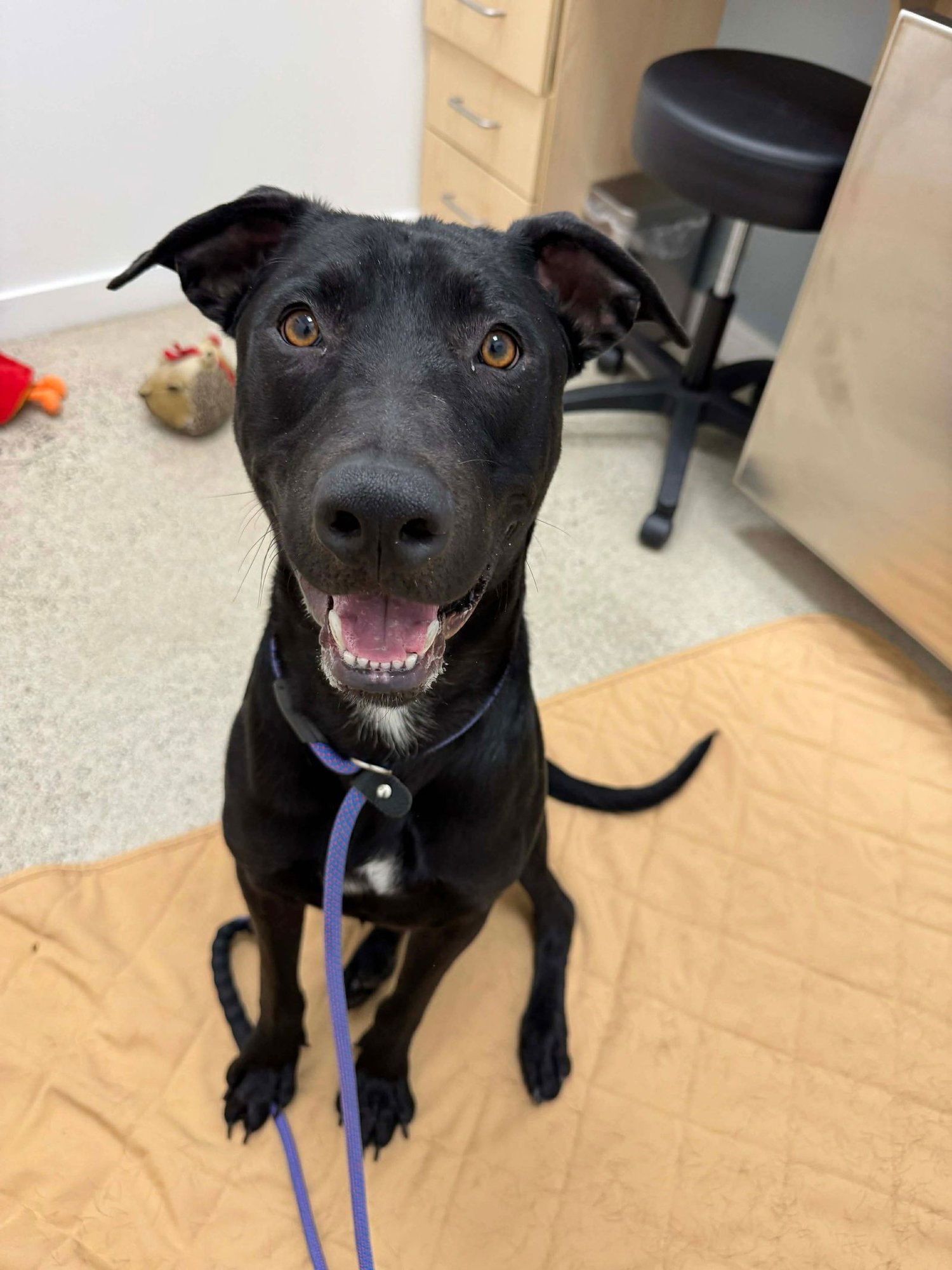 CREED - Labrador Retriever available for adoption