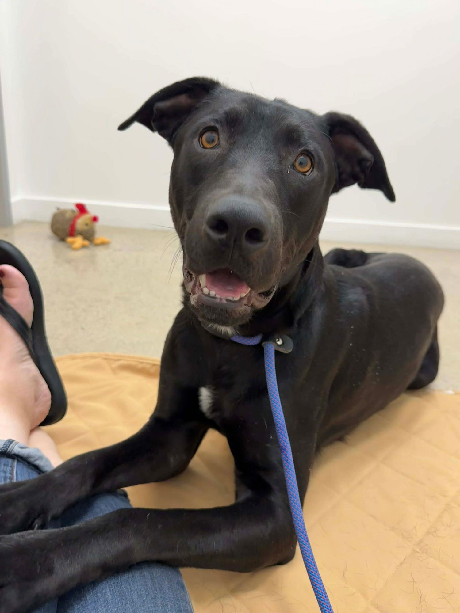 CREED - Labrador Retriever available for adoption