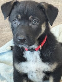 Rosie's Puppy Meadow - Photo 1