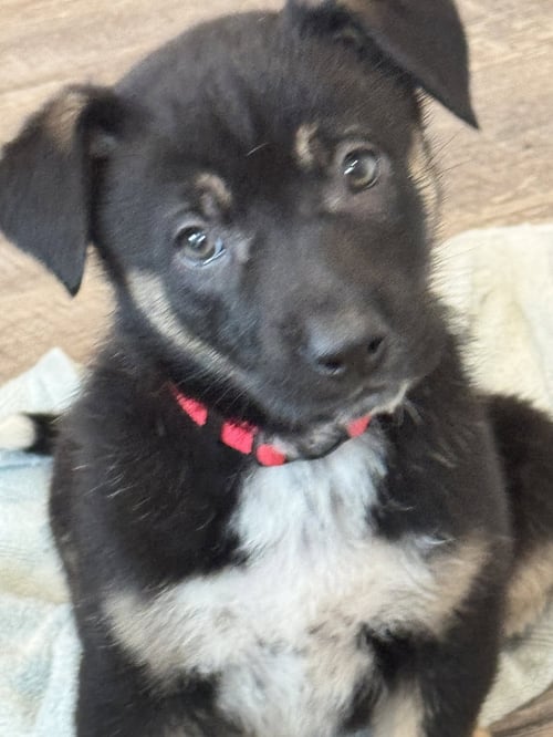 ROSIE'S PUPPY MEADOW - Labrador Retriever available for adoption
