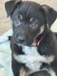 Rosie's Puppy Meadow - Photo 3
