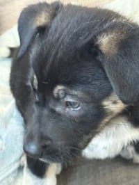 Rosie's Puppy Meadow - Photo 4