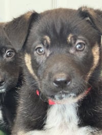 Rosie's Puppy Meadow - Photo 5