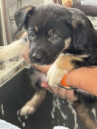 Rosie's Puppy Meadow - Photo 6