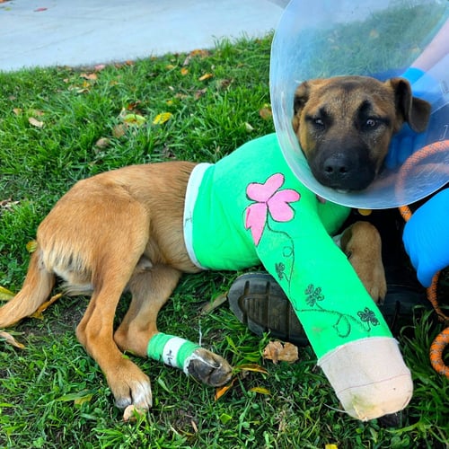 SHAMROCK - German Shepherd Dog available for adoption