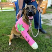 Shamrock - Photo 5