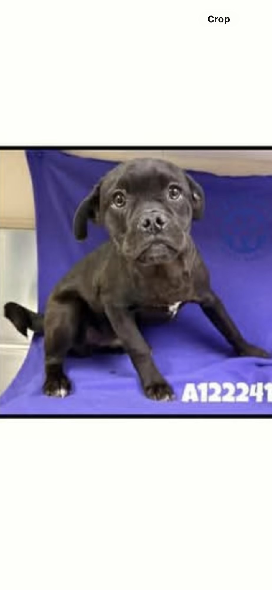 HUGO - Pug available for adoption