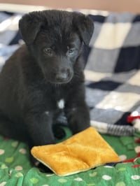 Rosie's Puppy Harper - Photo 1