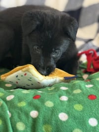 Rosie's Puppy Harper - Photo 2