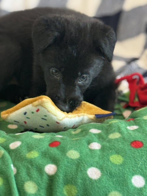 ROSIE'S PUPPY HARPER - Labrador Retriever available for adoption