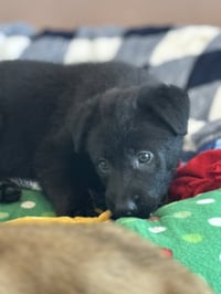 Rosie's Puppy Harper - Photo 3