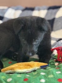 Rosie's Puppy Harper - Photo 4