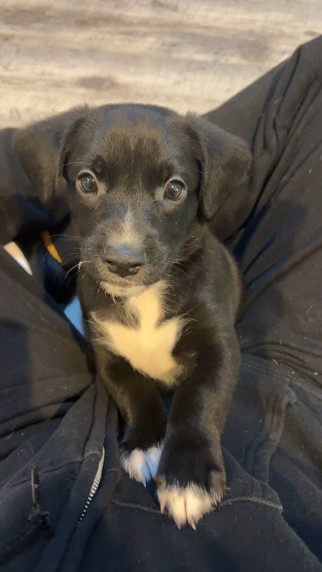 HONEY'S PUPPY MILO - Labrador Retriever available for adoption