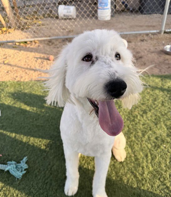 MOLLY - Poodle (unknown type) available for adoption