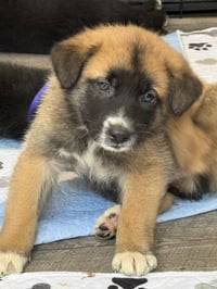 Rosie's Puppy Clover - Photo 1