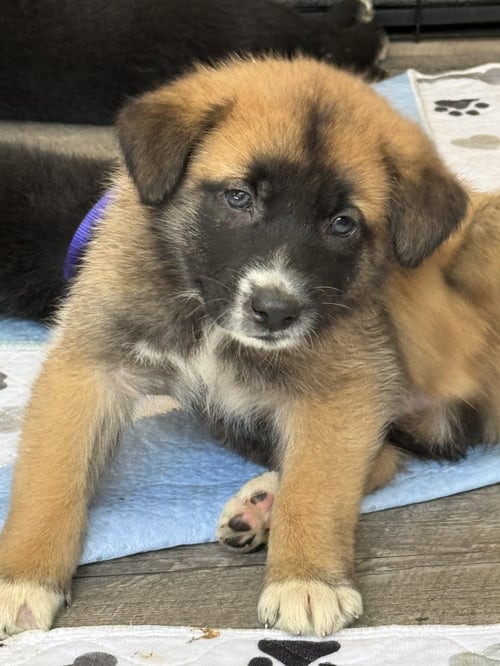 ROSIE'S PUPPY CLOVER - Labrador Retriever available for adoption