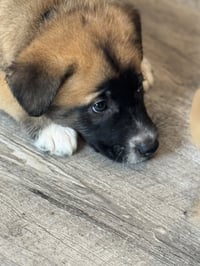 Rosie's Puppy Clover - Photo 2