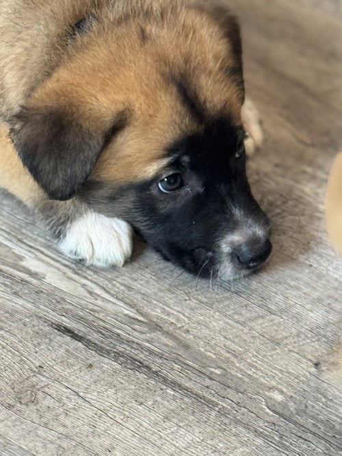 ROSIE'S PUPPY CLOVER - Labrador Retriever available for adoption
